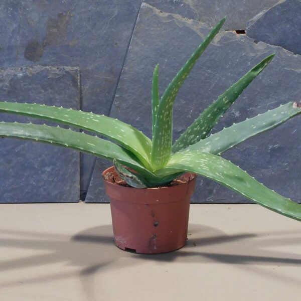 Aloevera