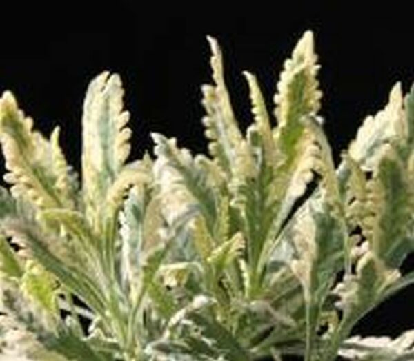 Zahn-Lavendel