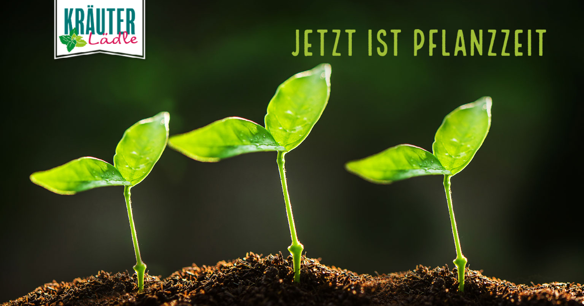 Featured image for “Jetzt ist Pflanzzeit!”