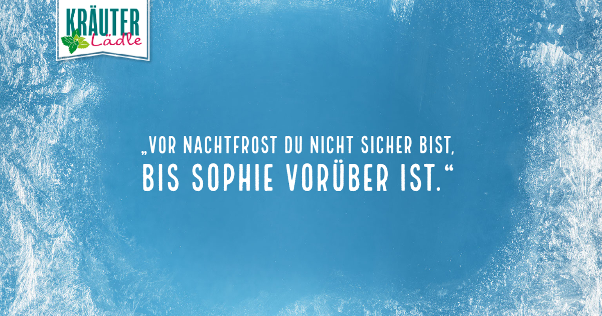 Featured image for “„Vor Nachtfrost du nicht sicher bist, bis Sophie vorüber ist.“”