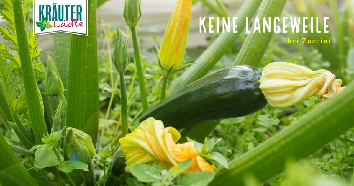 Featured image for “Keine Langeweile bei Zuccini”