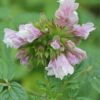 Balsamstrauch