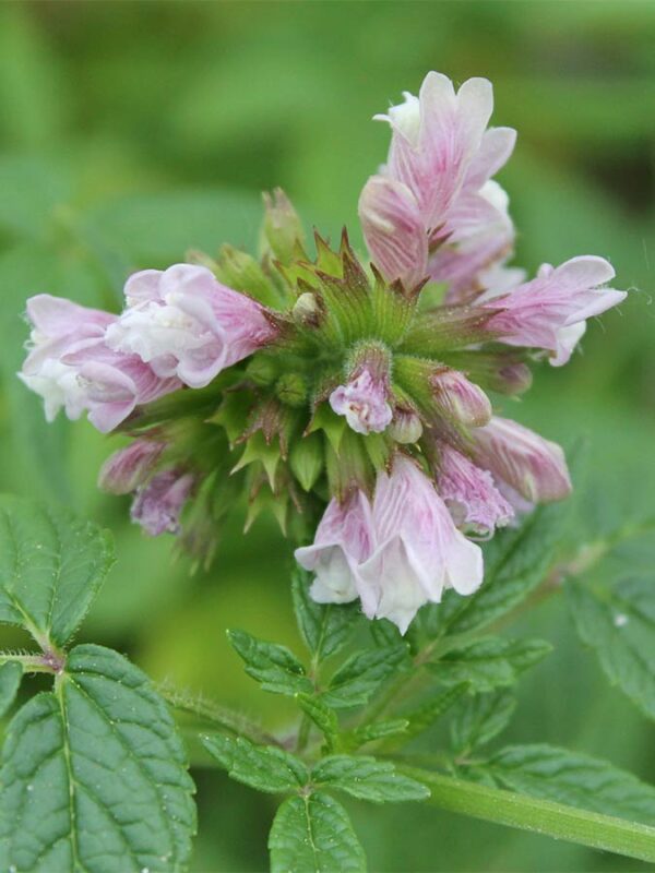 Balsamstrauch