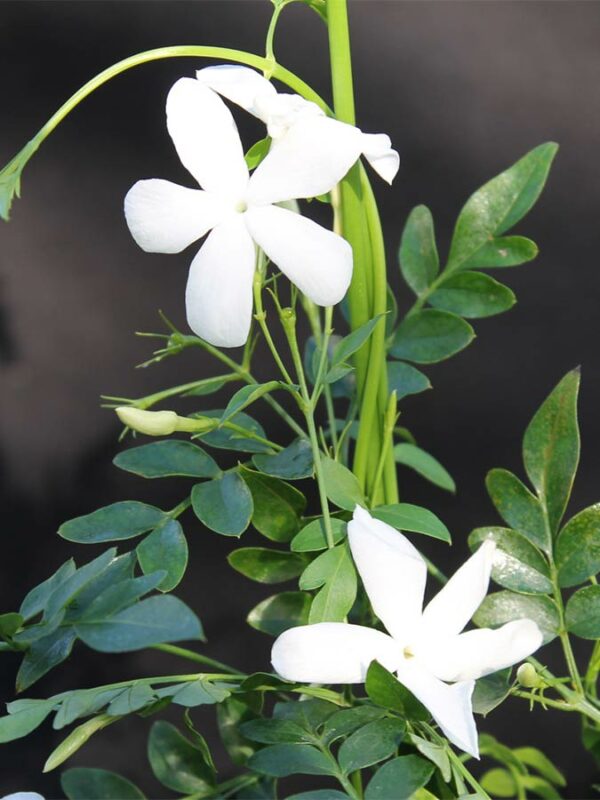 Chinesischer Tee-Jasmin