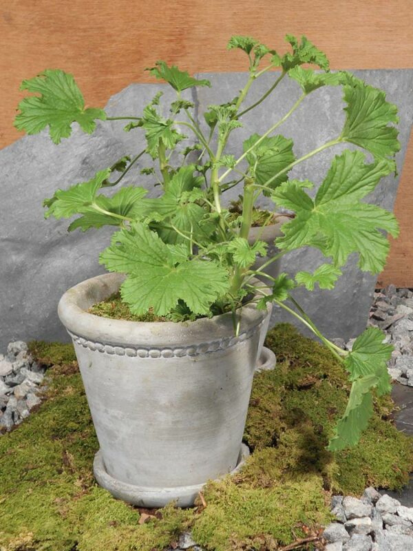 Duftgeranie ́Citronella ́Zitronenduft