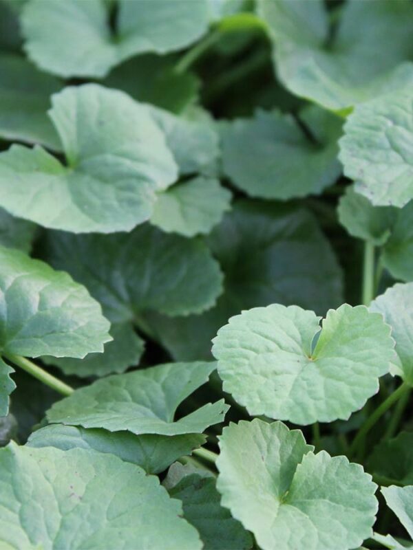 Gotu Kola, Pflanze der Langlebigkeit