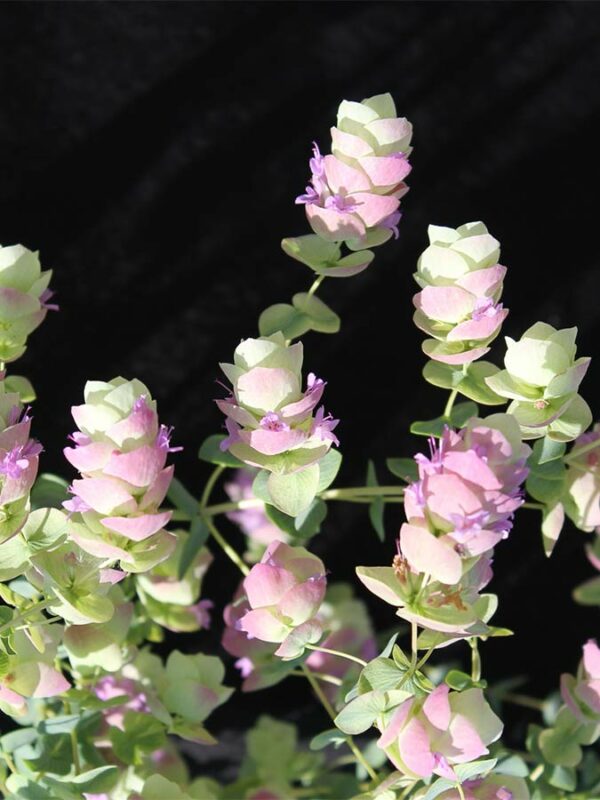 Hopfen Oregano