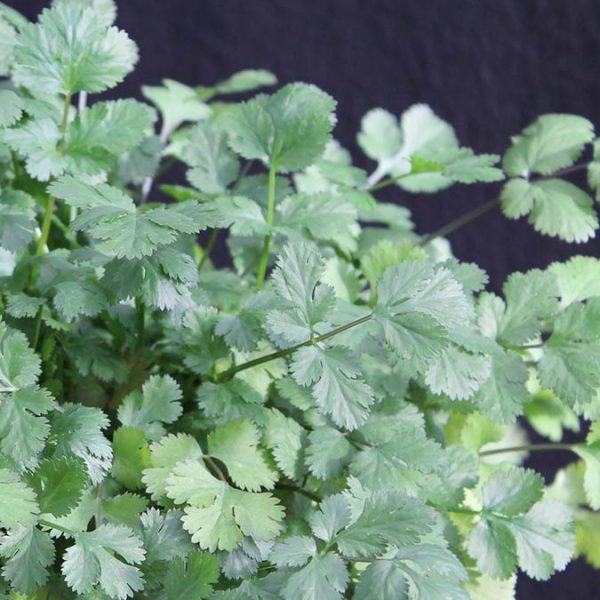 Würz Kräuter Pflanzen Archive - Kräuter Lädle