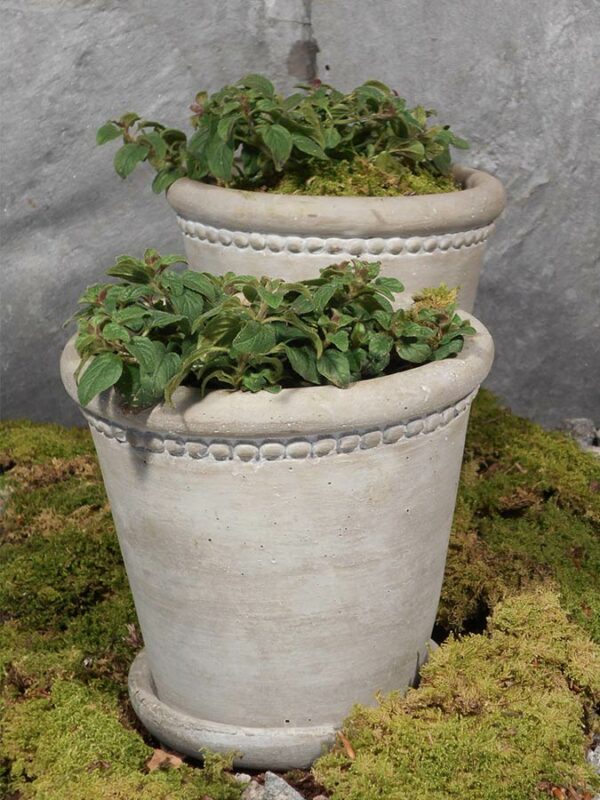 Kretischer Oregano