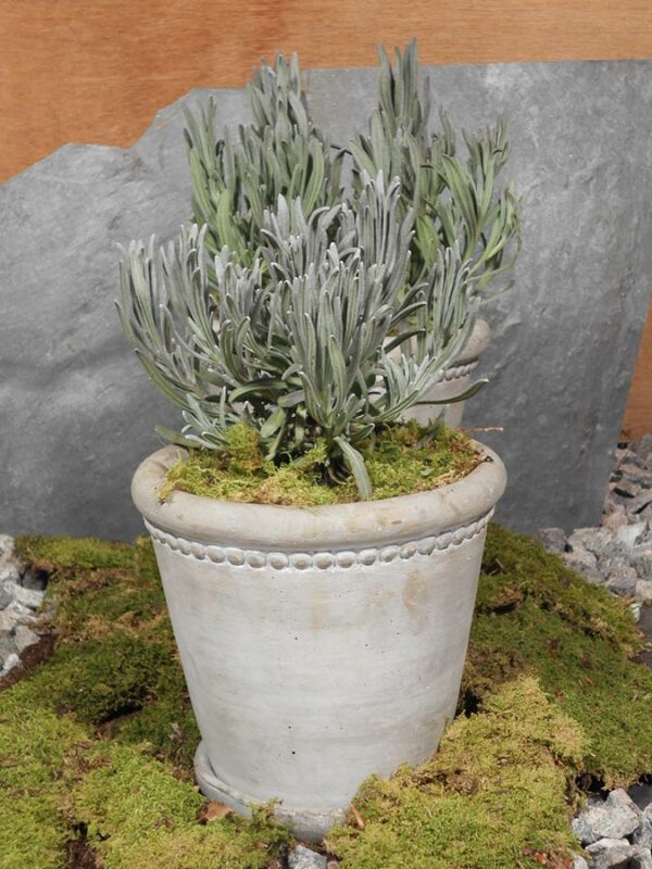 Lavendel ́Edelweiß ́