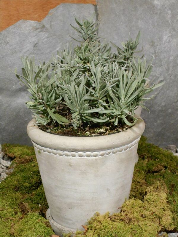 Lavendel ́Hidcote Blue ́