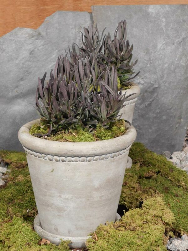 Lavendel ́Rosea ́