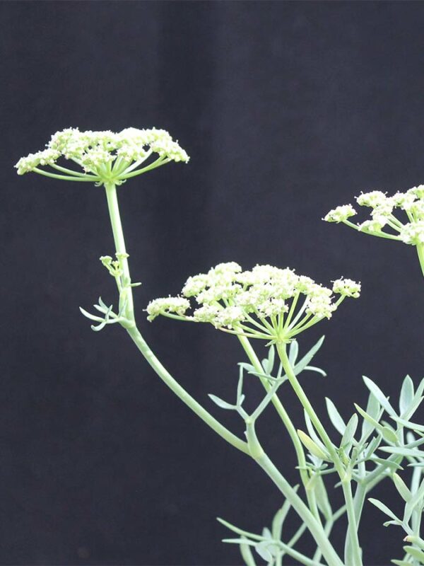 Meerfenchel