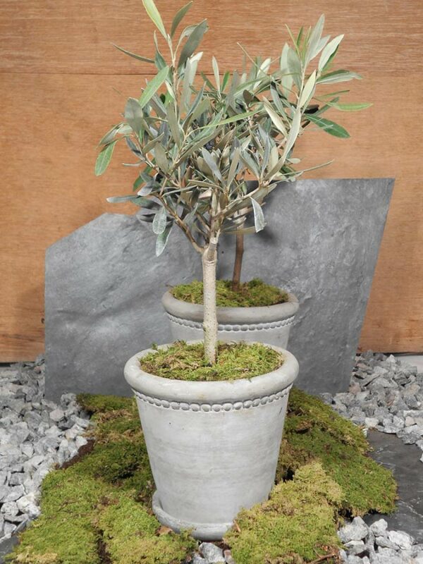 Olivenbaum