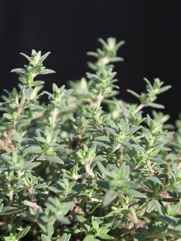 Orangen Thymian