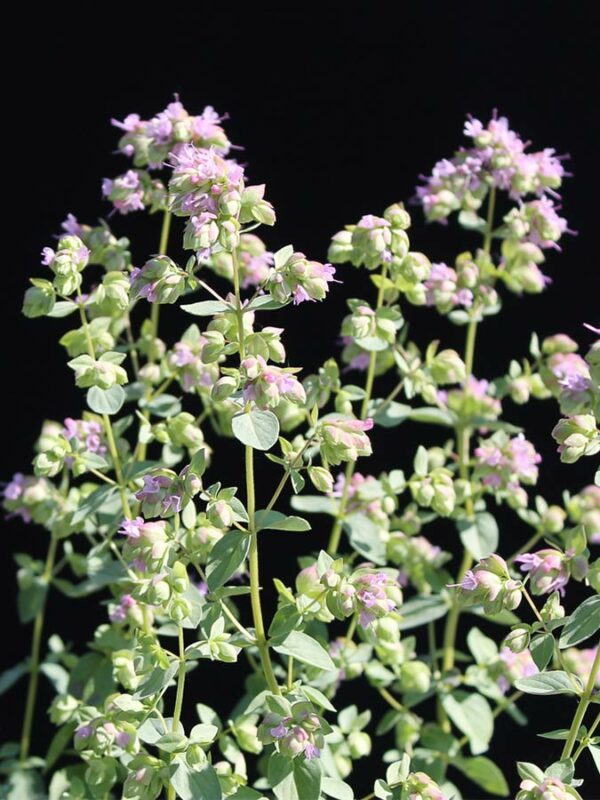 Oregano  ́ Hopfenblüte ́
