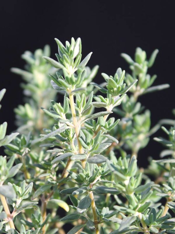 Oregano Thymian