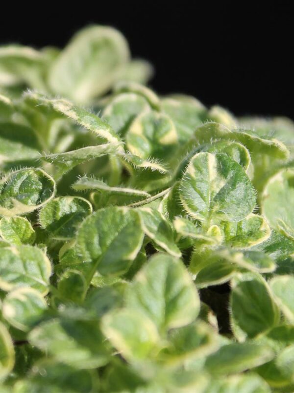 Gelbbunter Oregano