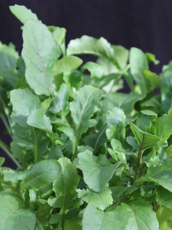 Salat - Rauke, Ruccola