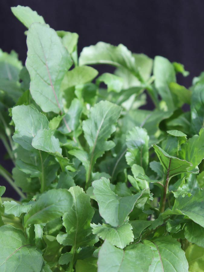 Salat - Rauke, Ruccola - Kräuter Lädle