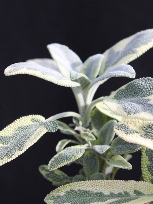 Weißbunter Salbei - Kräuter Lädle