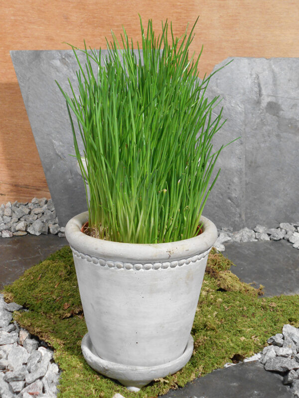 Schnittlauch