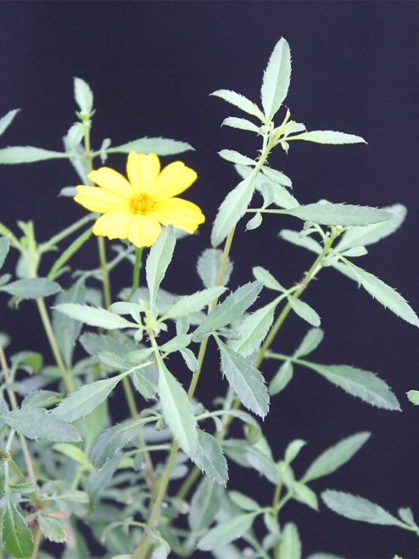 Gewürz - Tagetes