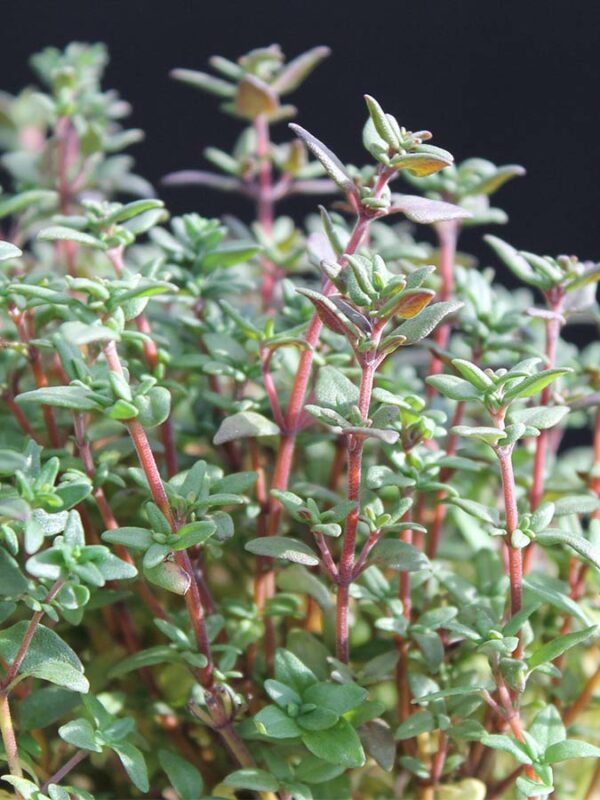 Thymian Deutscher Winter
