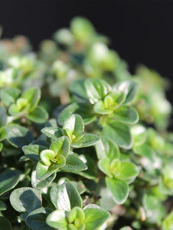 Aroma Thymian Tabor