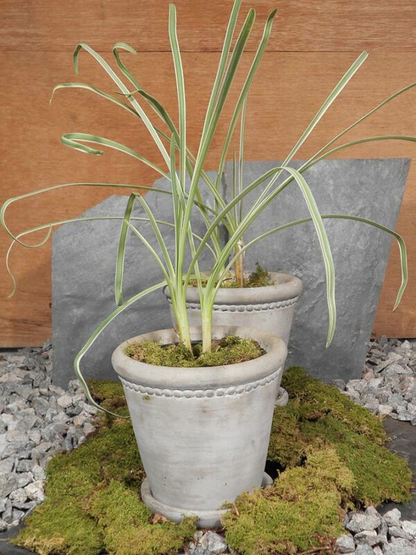 Bunter Zimmer Knoblauch