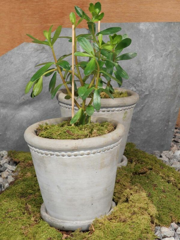 Zimtpfeffer®, Congona