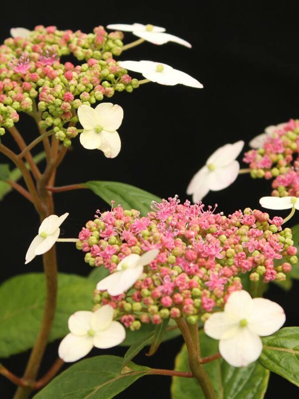Zucker Hortensie