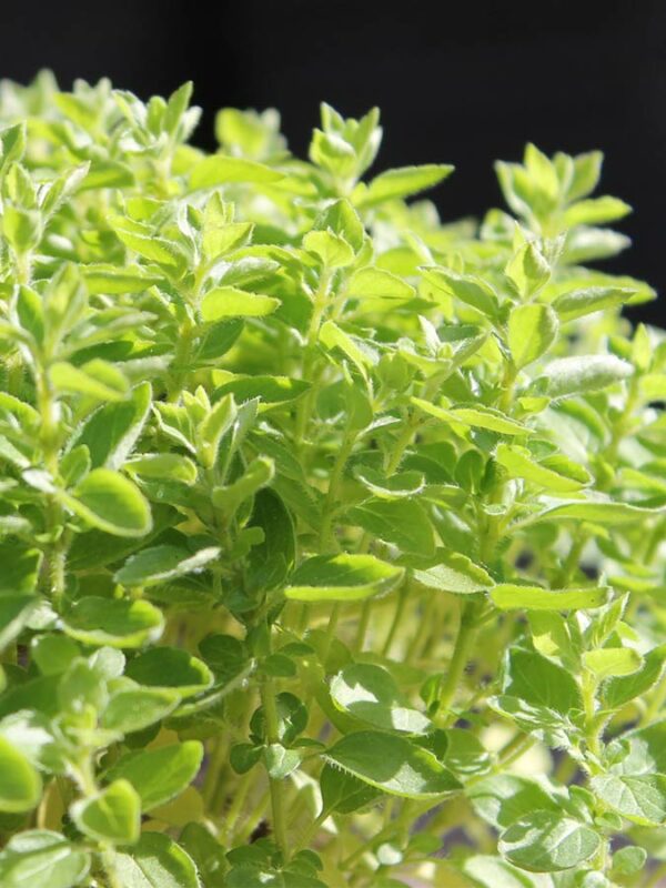 Zwerg - Oregano