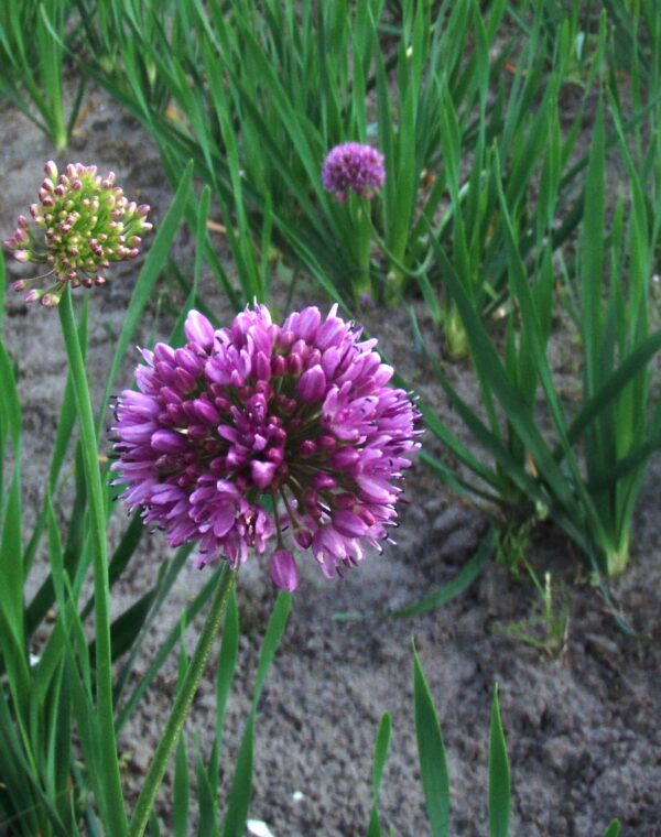 Garten-Knofi Quattro