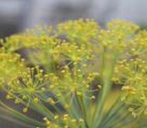 Dill