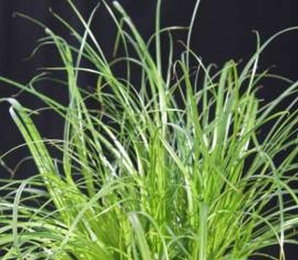 Katzengras Cyperus