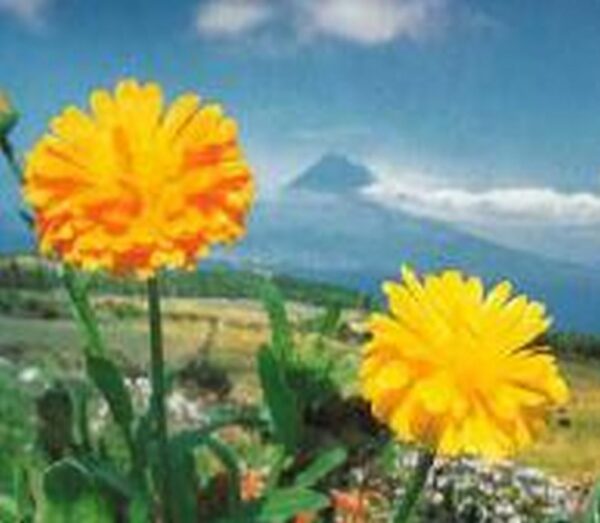 Ringelblume