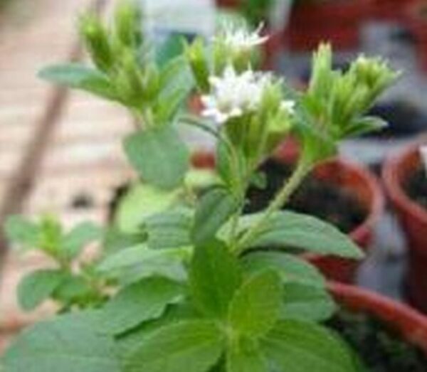 Süßkraut, Stevia