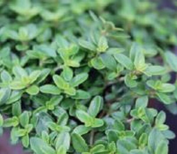 Gold Thymian