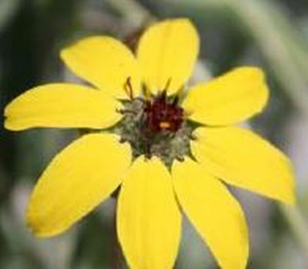 Schokoladen Blume