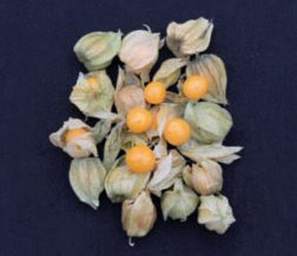 Andenbeere