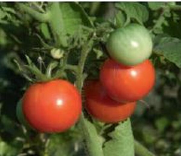 Balkon Tomate