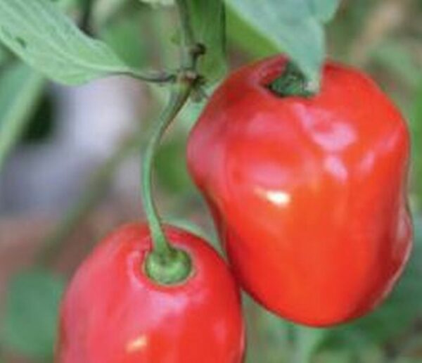 Baum - Chili