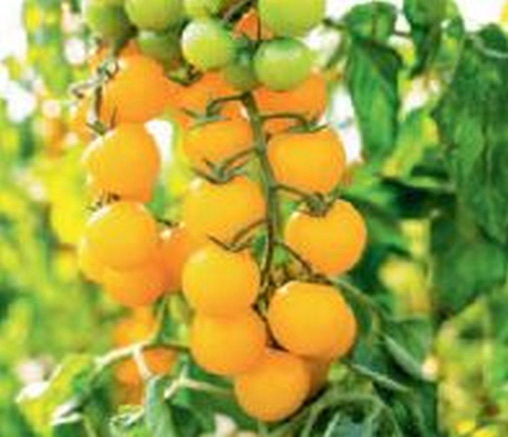 CherryTomate ´Solena Yellow´ Kräuter Lädle