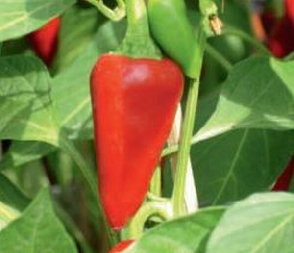 Chili AS