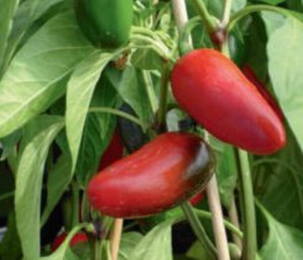 Chili Jalapeno