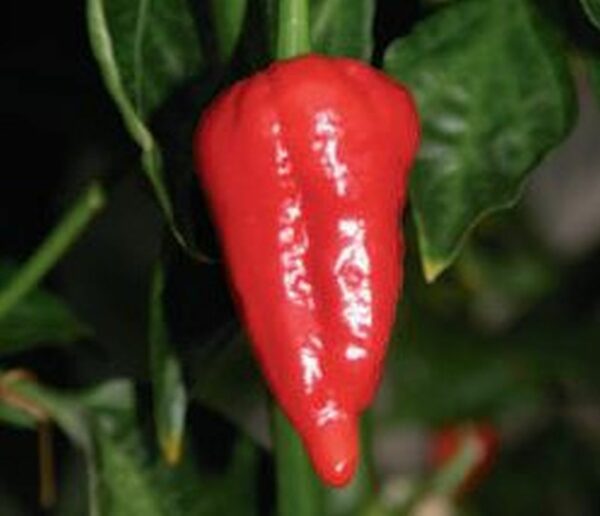 Chili ´Dorset Naga´