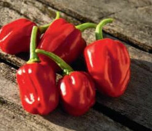 Chili ´Habanero´