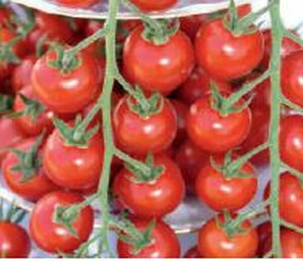 Cocktail-Tomate ´Philovita´