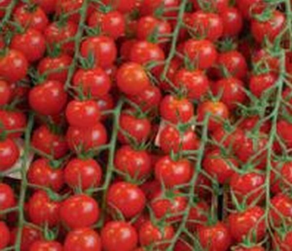 Cocktail-Tomate ´Super Sweet 100´